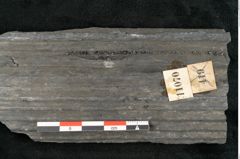 Foto (Detailansicht) von Sigillaria elongata Brongniart (NHMW-GEO-2024-0188-11070)